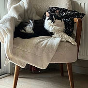 Ice a rejoint le concours — aidez-le/la à gagner de superbes lots ! cat, feline, black_and_white, fluffy, chair, blanket, wooden_legs, indoor, pet, relaxed, cozy, fur, resting, home, cushion, pillow, animal, domestic, living_room, comfort