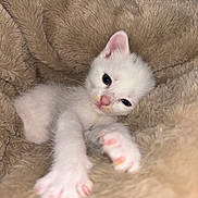 Ellie is registered to the contest to win money with this photo: kitten, cat, white_cat, pet, animal, cute, furry, soft, paws, sleepy, cozy, blanket, indoor, closeup, young, fur, resting, adorable, small, comfort