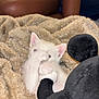 Ellie is registered to the contest to win money with this photo: kitten, white_cat, paw, blanket, plush_toy, soft_texture, snuggling, cozy, indoor, pet, animal, cute, playful, furry, resting, person, legs, fabric, toy, home