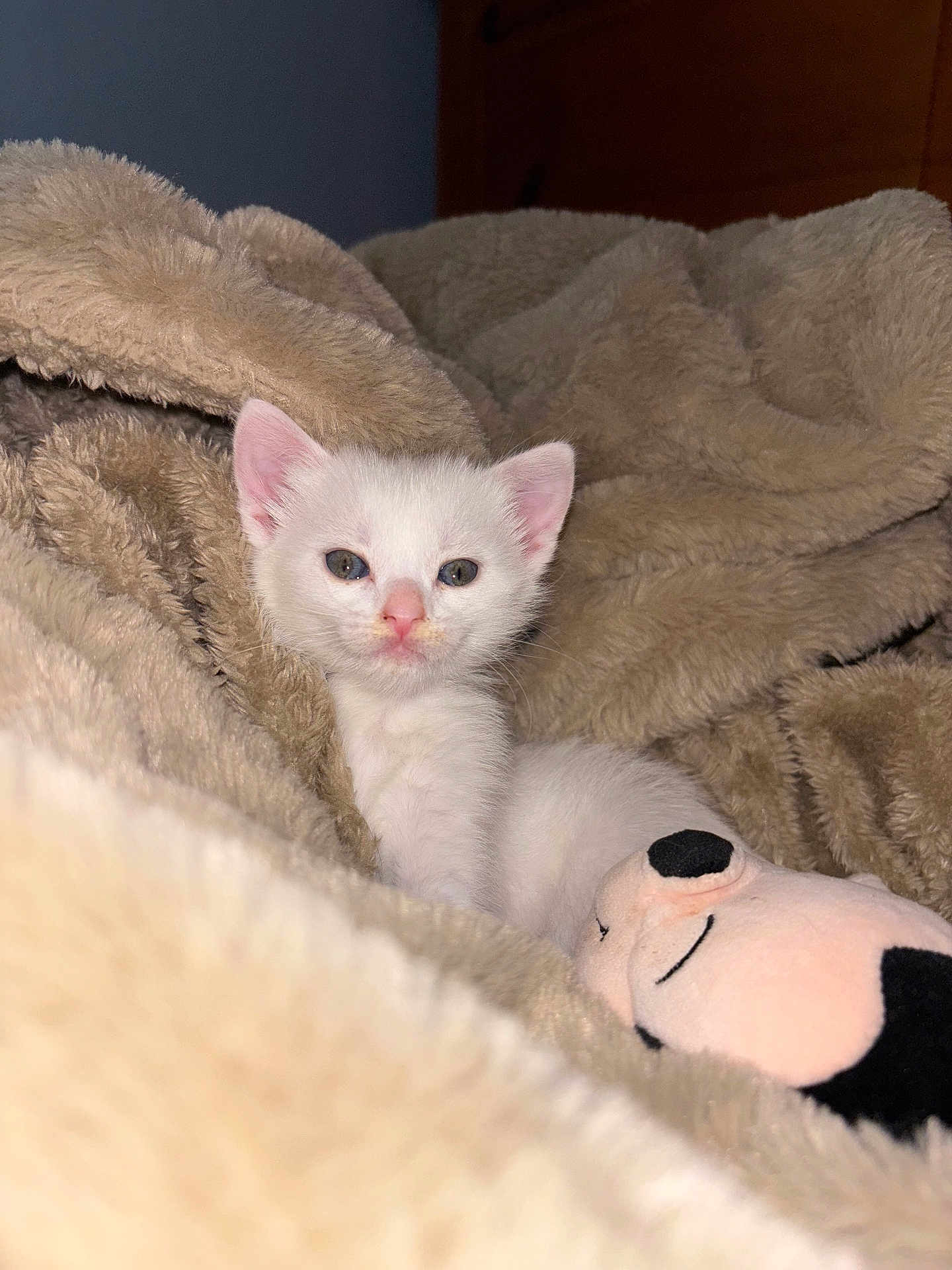 Ellie is registered to the contest to win money with this photo: kitten, white_cat, fluffy_blanket, plush_toy, indoor, cute, pet, sleepy, cozy, soft_texture, animal, small, young, resting, fur, domestic, mammal, bedroom, comfort, toy
