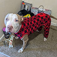 Crixus Slade Mccarty is registered to the contest to win money with this photo: dog, pet, indoor, carpet, red_clothing, black_clothing, onesie, animal, blue_eyes, furniture, corner, household_items, floor, paws, canine, looking_up, clothing, cozy, casual, domestic