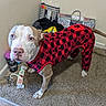 dog, pet, indoor, carpet, red_clothing, black_clothing, onesie, animal, blue_eyes, furniture, corner, household_items, floor, paws, canine, looking_up, clothing, cozy, casual, domestic