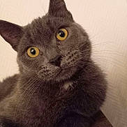 Minouche a rejoint le concours — aidez-le/la à gagner de superbes lots ! cat, gray_cat, yellow_eyes, pet, feline, close_up, curious, whiskers, head_tilt, indoor, animal, mammal, portrait, fur, cute, domestic_cat, looking, soft_light, wood_surface, background