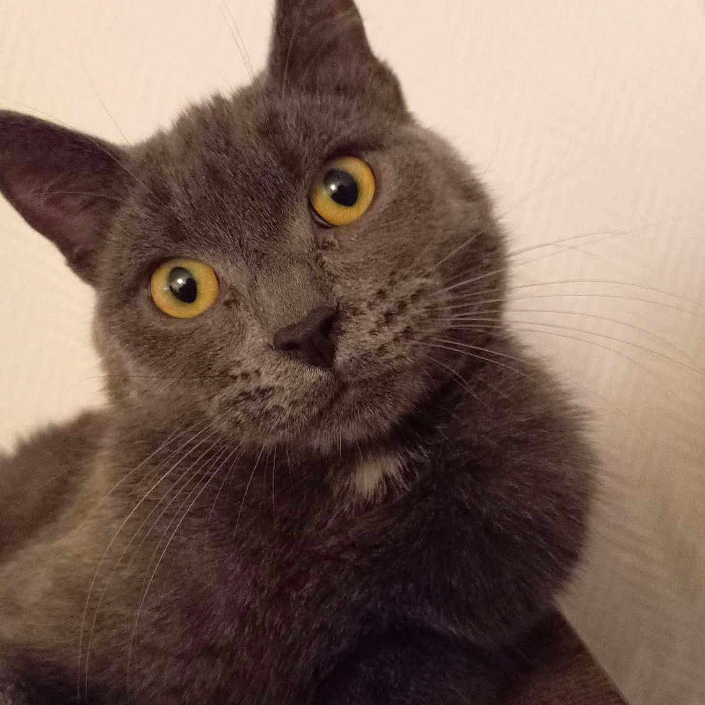 Minouche a rejoint le concours — aidez-le/la à gagner de superbes lots ! cat, gray_cat, yellow_eyes, pet, feline, close_up, curious, whiskers, head_tilt, indoor, animal, mammal, portrait, fur, cute, domestic_cat, looking, soft_light, wood_surface, background