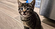 Diesel joined the competition — help win amazing prizes! kitten, cat, tabby, floor, wooden_floor, indoor, pet, small, cute, tongue_out, animal, young, domestic, whiskers, ears, eyes, sitting, kitchen, water_bottles, bowl