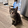 kitten, cat, tabby, floor, wooden_floor, indoor, pet, small, cute, tongue_out, animal, young, domestic, whiskers, ears, eyes, sitting, kitchen, water_bottles, bowl