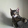 kitten, tabby, cat, pet, animal, feline, cute, young, claw, paw, fur, whiskers, ears, eyes, indoor, soft, perch, shadow, wall, curious