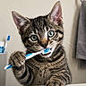 Diesel is registered to the contest to win money with this photo: cat, kitten, tabby, toothbrush, bathroom, sink, paw, teeth, blue_eyes, playful, pet, animal, domestic_cat, feline, curious, close_up, indoor, fur, whiskers, cute