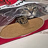 cat, plastic_bag, cat_food, paw, face, kitchen, countertop, cardboard, pet, curious, indoor, animal, tabby, food_bag, container, closeup, texture, domestic, mischievous, package