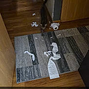 Diesel joined the competition — help win amazing prizes! cat, toilet_paper, mess, indoor, hallway, wooden_floor, rug, pet, animal, playful, motion_blur, feline, curious, destruction, home, floor, domestic, animal_behavior, funny, snapshot