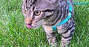 Diesel joined the competition — help win amazing prizes! animal, cat, close_up, curious, daylight, ears, feline, grass, greenery, harness, mammal, nature, outdoor, pet, playful, striped, tabby_cat, tongue_out, whiskers, young_cat