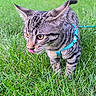Diesel joined the competition — help win amazing prizes! cat, tabby_cat, grass, outdoor, animal, pet, feline, striped, tongue_out, harness, greenery, nature, whiskers, ears, curious, young_cat, close_up, daylight, playful, mammal