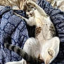 animal, bed, blanket, cat, comfort, cozy, cute, feline, fur, indoor, pattern, paws, pet, relaxed, resting, sleepy, soft, stretching, tail, whiskers