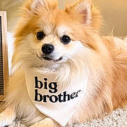 Milo is registered to the contest to win money with this photo: dog, pomeranian, bandana, big_brother, pet, fluffy, carpet, indoor, cute, animal, portrait, holiday, decorations, furry, small_dog, relaxed, closeup, adorable, companion, mammal