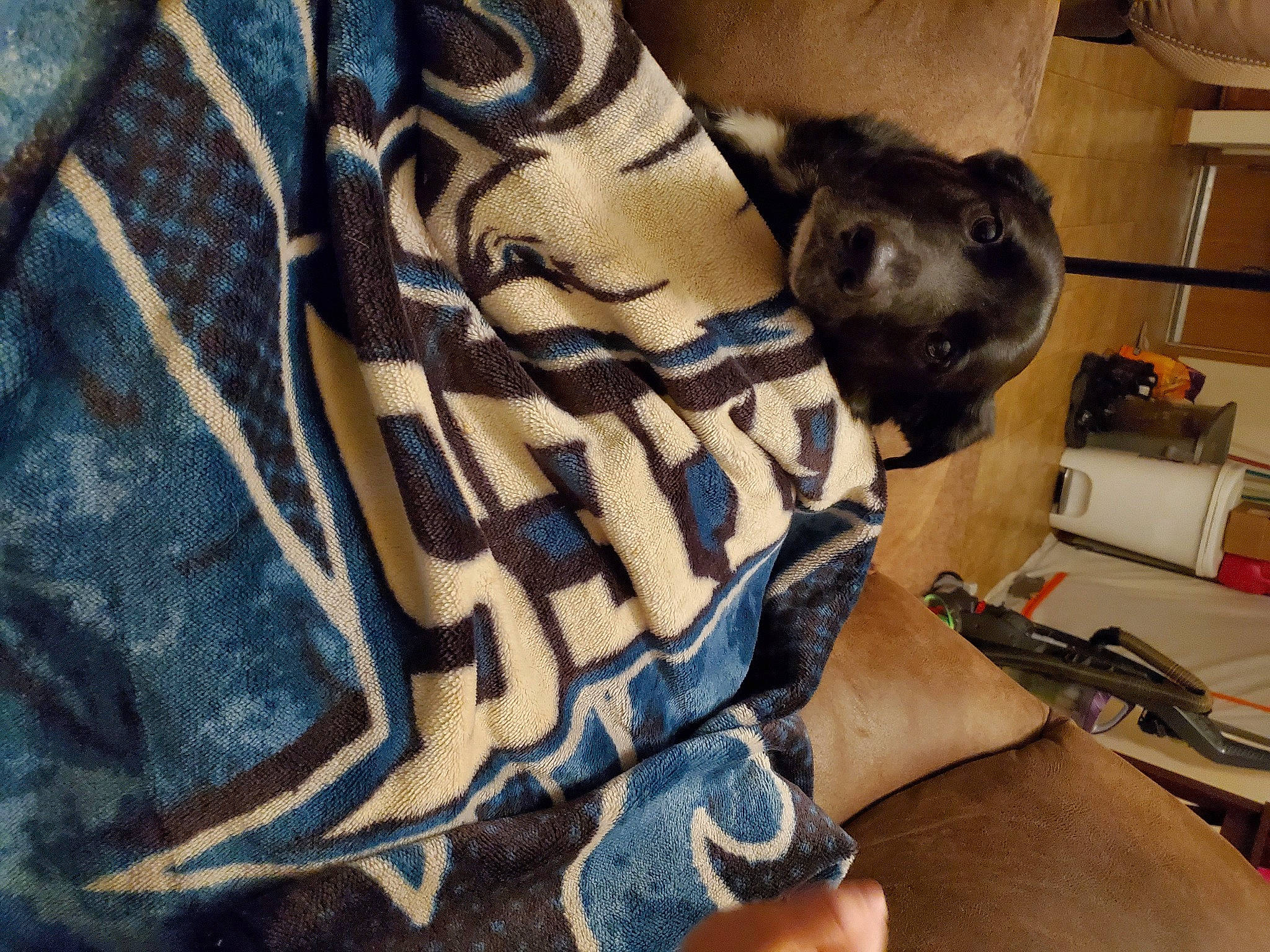 Dakota joined the competition — help win amazing prizes! canidae, carnivore, comfort, companion_dog, dog, dog_breed, dog_supply, fawn, fur, guard_dog, linens, non_sporting_group, pattern, shelf, sleeve, snout, sporting_group, terrestrial_animal, toy_dog, working_animal