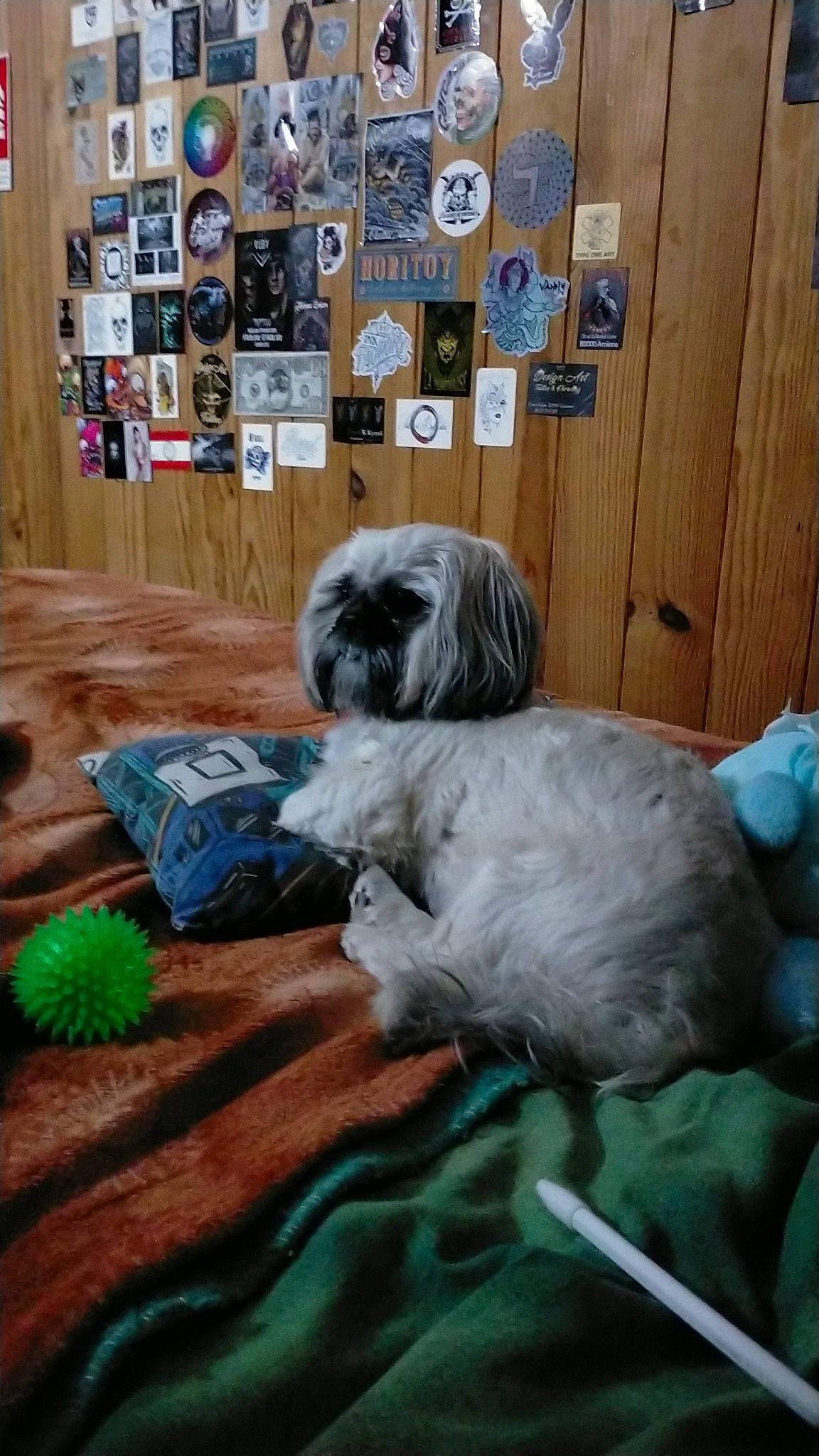 Sulky participe au concours pour gagner de l'argent avec cette photo : canidae, carnivore, comfort, companion_dog, dog, dog_breed, dog_supply, felidae, fur, liver, picture_frame, shih_poo, shih_tzu, small_terrier, snout, sporting_group, tail, terrier, toy_dog, working_animal