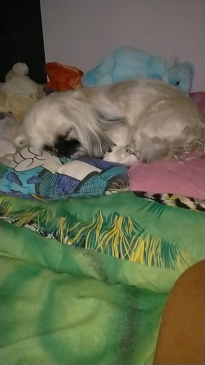 Sulky a rejoint le concours — aidez-le/la à gagner de superbes lots ! bed, bed_sheet, bedding, canidae, carnivore, cat, comfort, companion_dog, dog_breed, duvet, fawn, felidae, fur, linens, nap, paw, small_to_medium_sized_cats, sporting_group, tail, whiskers