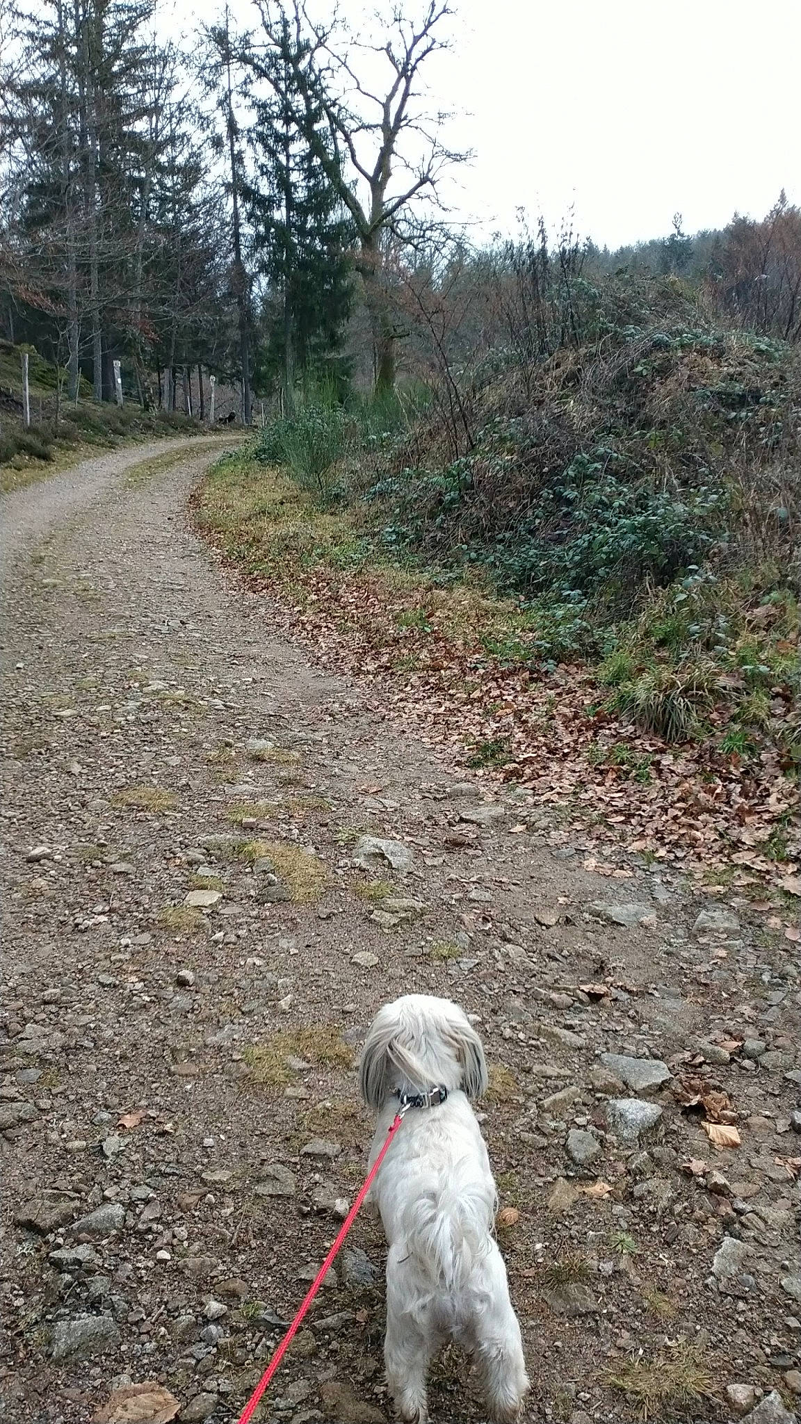 Sulky participe au concours pour gagner de l'argent avec cette photo : carnivore, companion_dog, dog, dog_breed, forest, grass, landscape, leash, natural_landscape, plant, recreation, road, road_surface, shrub, sky, soil, sporting_group, tree, walking, working_animal