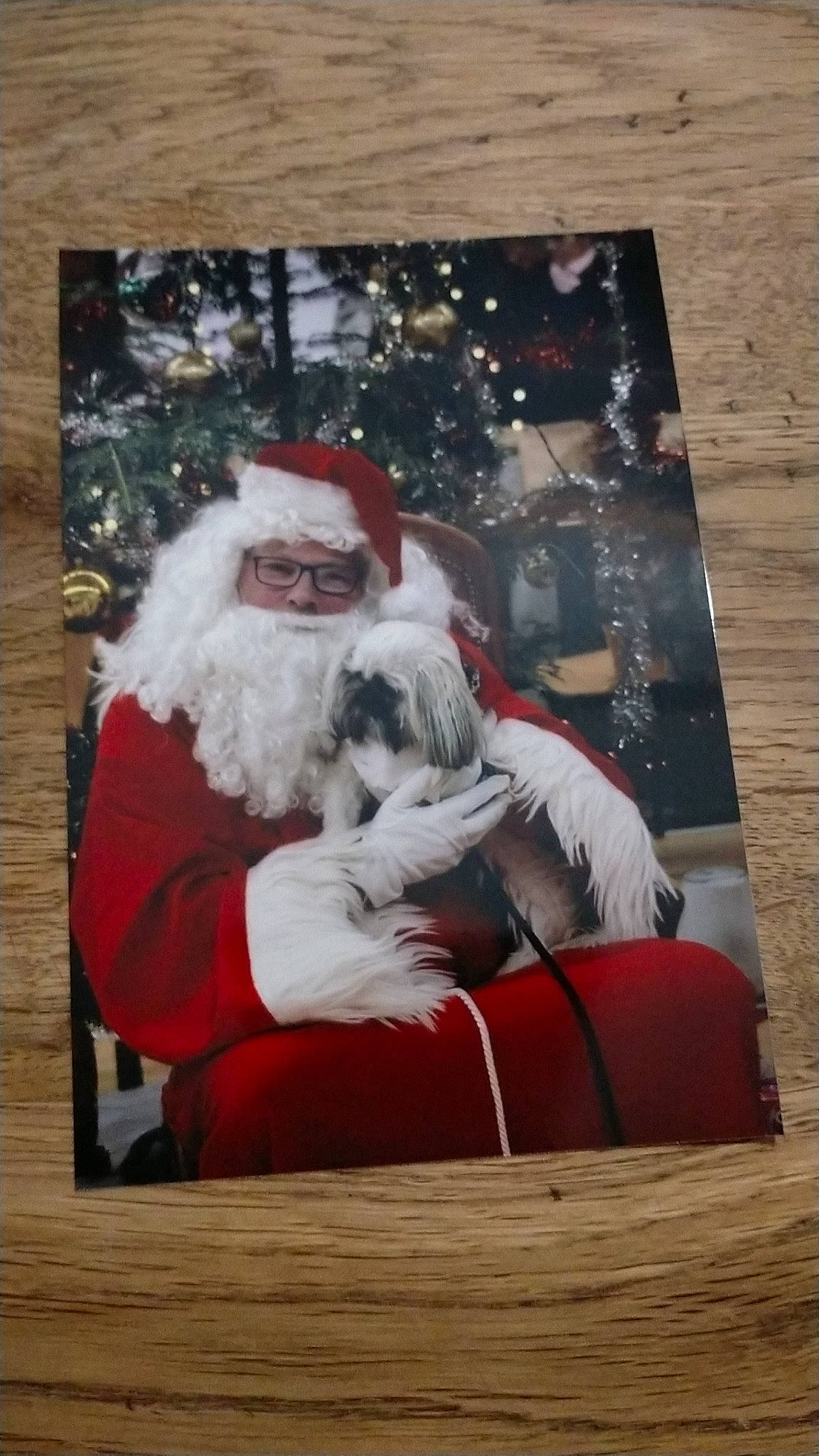 Sulky a rejoint le concours — aidez-le/la à gagner de superbes lots ! beard, christmas, christmas_decoration, christmas_eve, christmas_ornament, comfort, companion_dog, event, facial_hair, fictional_character, fur, happy, holiday, interior_design, lap, rectangle, room, santa_claus, sitting, wood