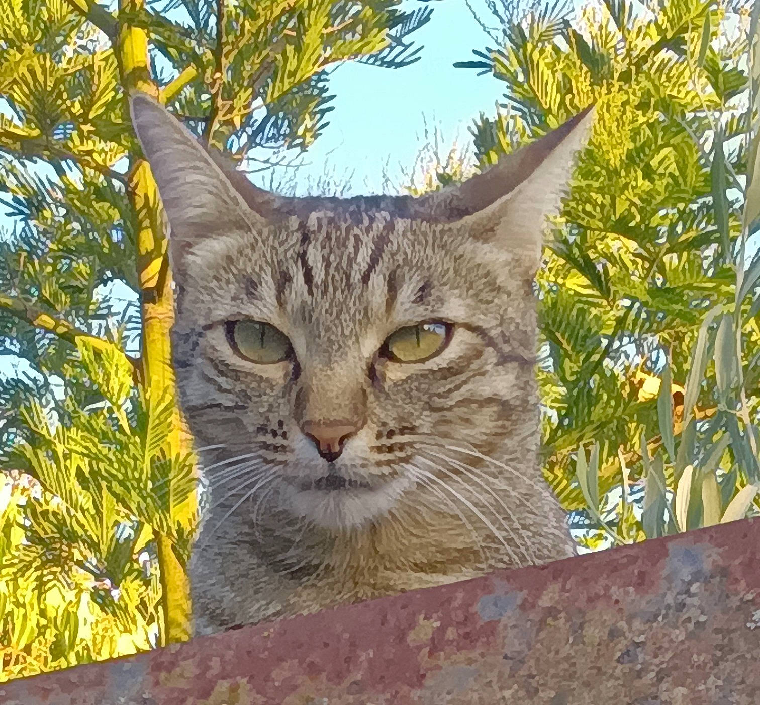 Pia participe au concours pour gagner de l'argent avec cette photo : bobcat, carnivore, cat, domestic_short_haired_cat, eye, fawn, felidae, fur, grass, plant, sky, small_to_medium_sized_cats, snout, terrestrial_animal, tree, trunk, twig, whiskers, wildlife, wood