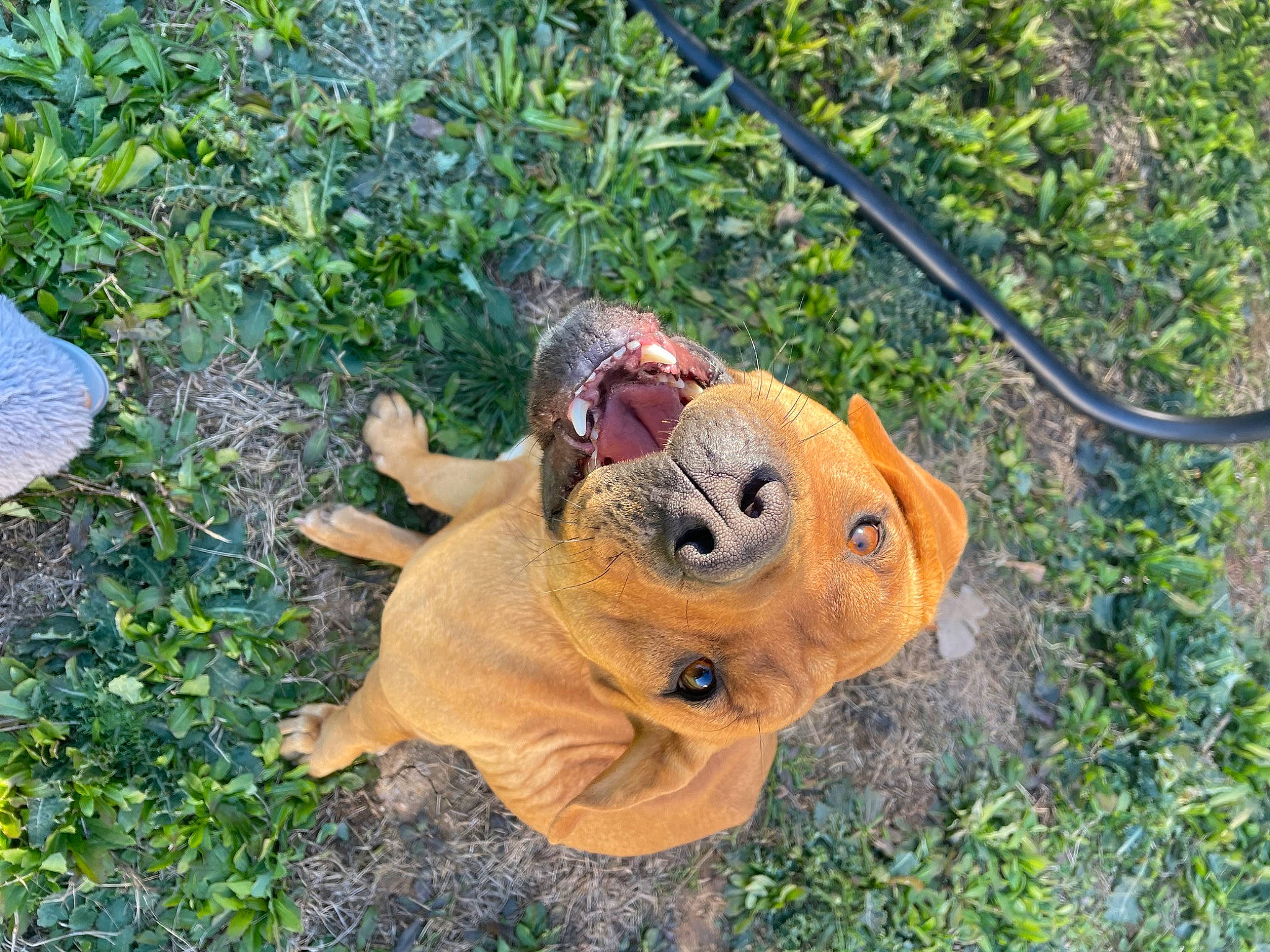 Carmel joined the competition — help win amazing prizes! canidae, carnivore, dog_breed, eye, fawn, felidae, grass, groundcover, plant, rodent, snout, sporting_group, squirrel, tail, terrestrial_animal, toy, trunk, whiskers, wood, working_animal