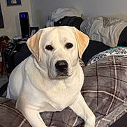 Cooper is registered to the contest to win money with this photo: animal, blanket, calm, canine, couch, cozy, dog, domestic_animal, fur, furniture, home, indoor, labrador_retriever, living_room, looking, paw, pet, portrait, resting, yellow_labrador