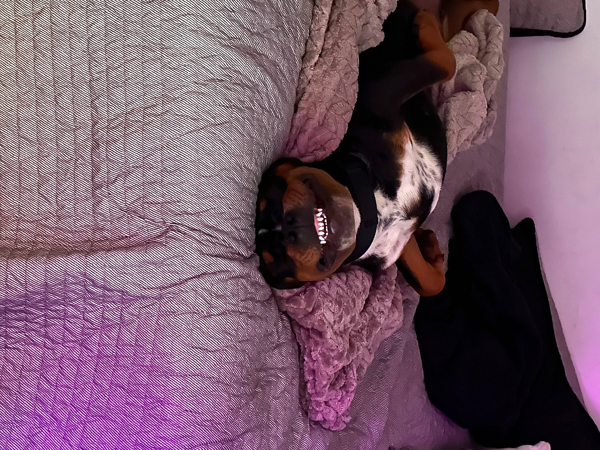 Bullet is registered to the contest to win money with this photo: canidae, carnivore, comfort, companion_dog, dog, dog_breed, eyewear, fawn, fur, grey, linens, magenta, nap, pattern, pink, purple, sporting_group, sunglasses, violet, whiskers