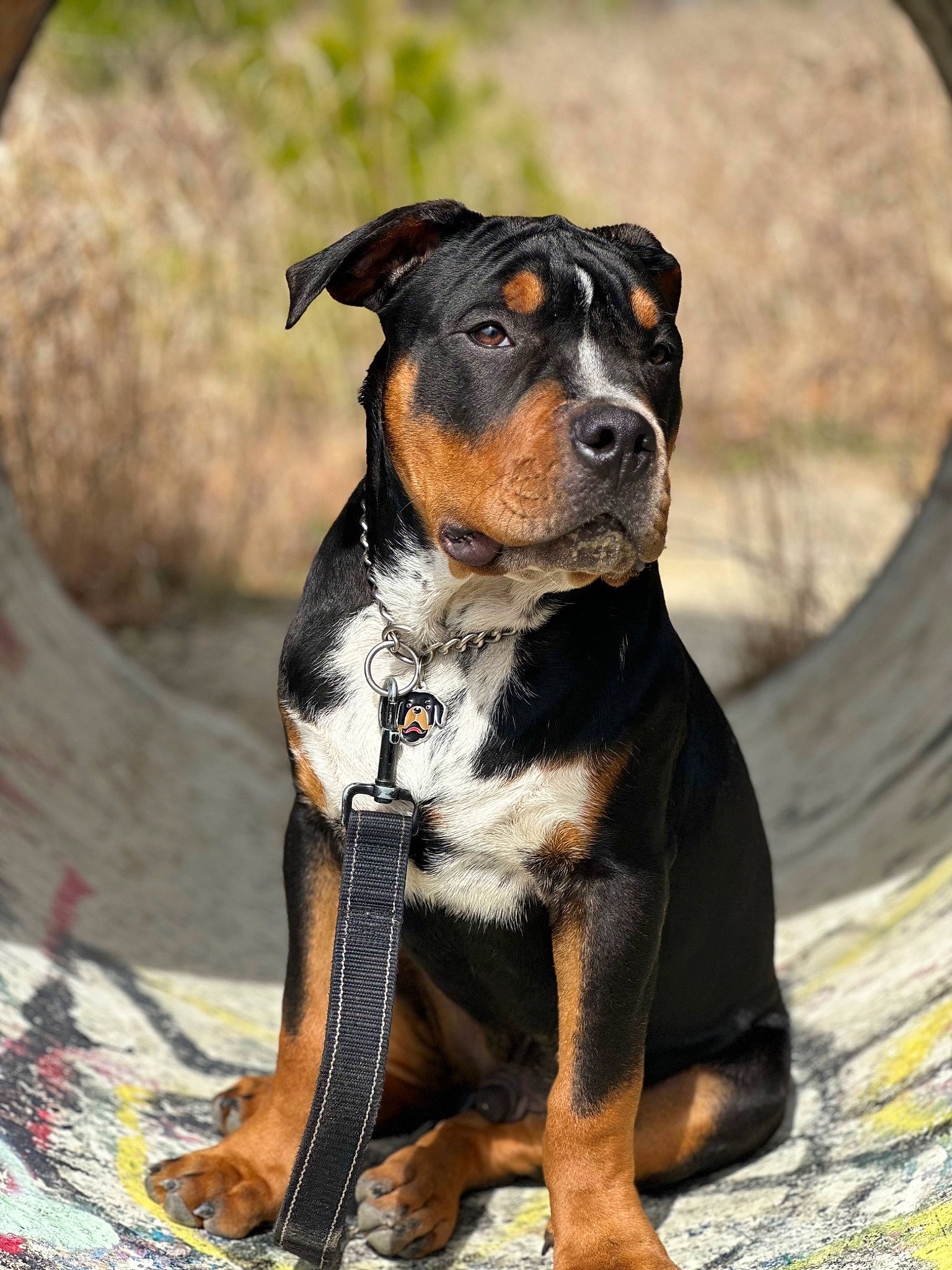 Bullet is registered to the contest to win money with this photo: ancient_dog_breeds, canidae, carnivore, collar, companion_dog, dog, dog_breed, dog_collar, fawn, fur, guard_dog, hound, hunting_dog, plant, rottweiler, sporting_group, whiskers, working_animal, working_dog