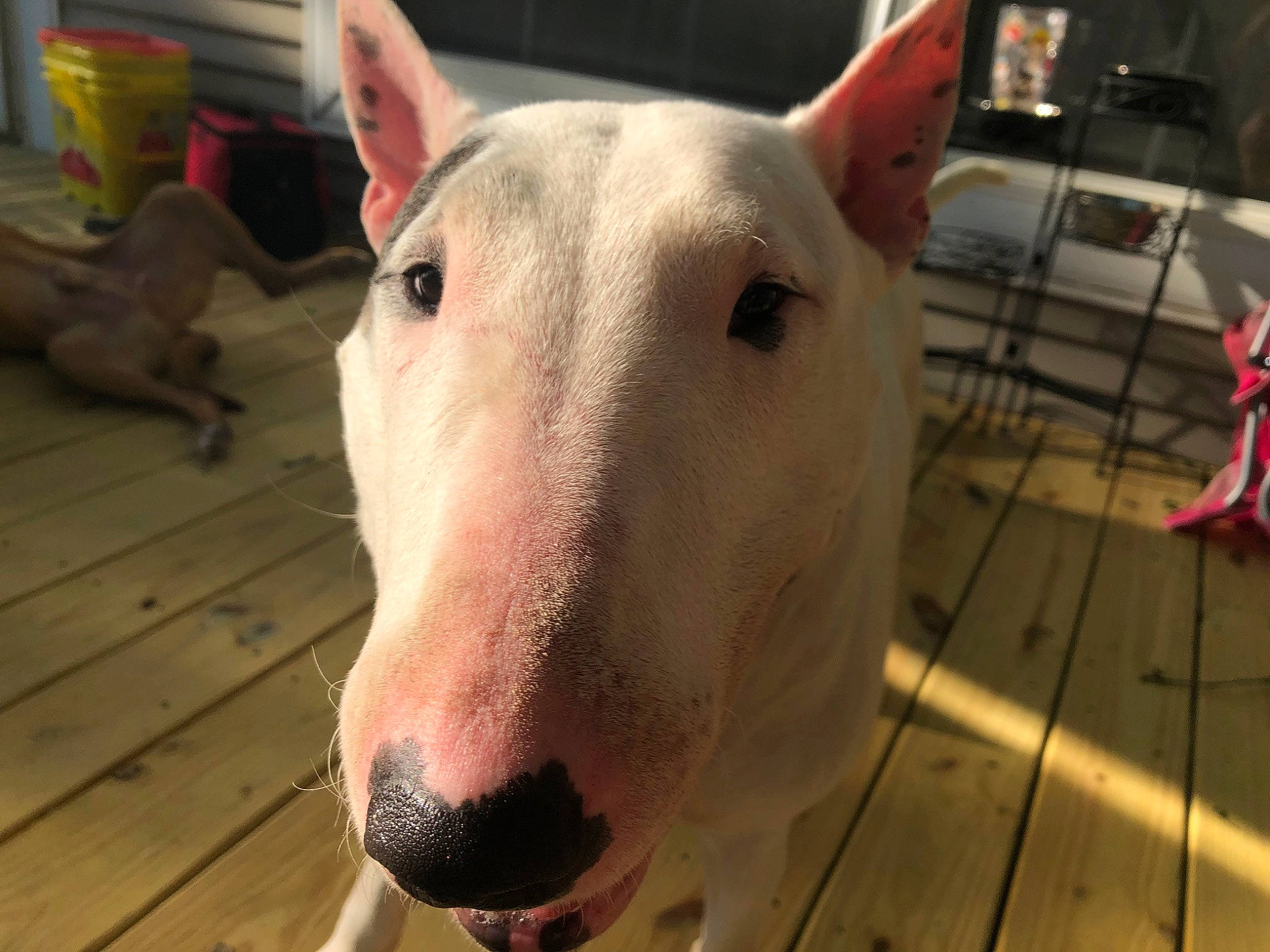 Darby joined the competition — help win amazing prizes! bull_and_terrier, bull_terrier, bull_terrier_miniature, canidae, carnivore, dog, dog_breed, english_white_terrier, fawn, gull_terr, mammal, non_sporting_group, nose, old_english_terrier, snout, terrier, vertebrate