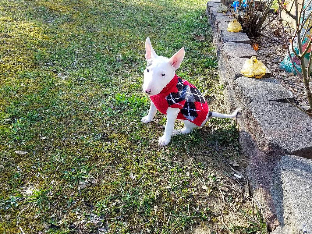 Darby joined the competition — help win amazing prizes! bull_and_terrier, bull_terrier, bull_terrier_miniature, canidae, carnivore, dog, dog_breed, fawn, mammal, non_sporting_group, terrier, vertebrate