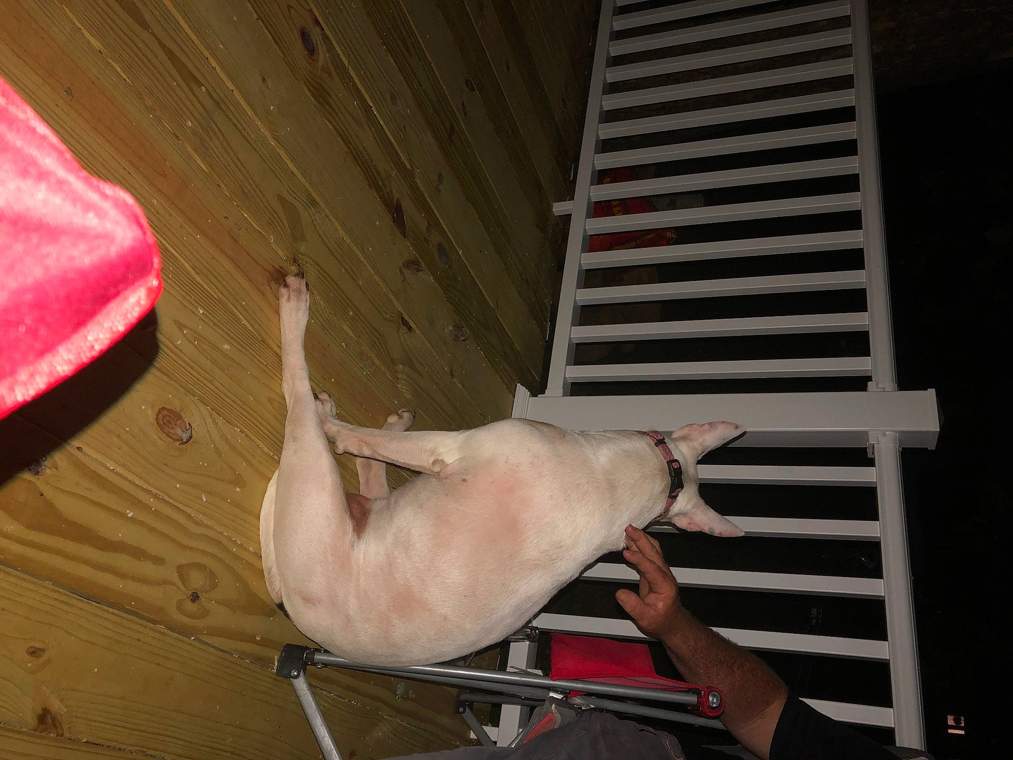 Darby joined the competition — help win amazing prizes! cat, fawn, felidae, small_to_medium_sized_cats, tail