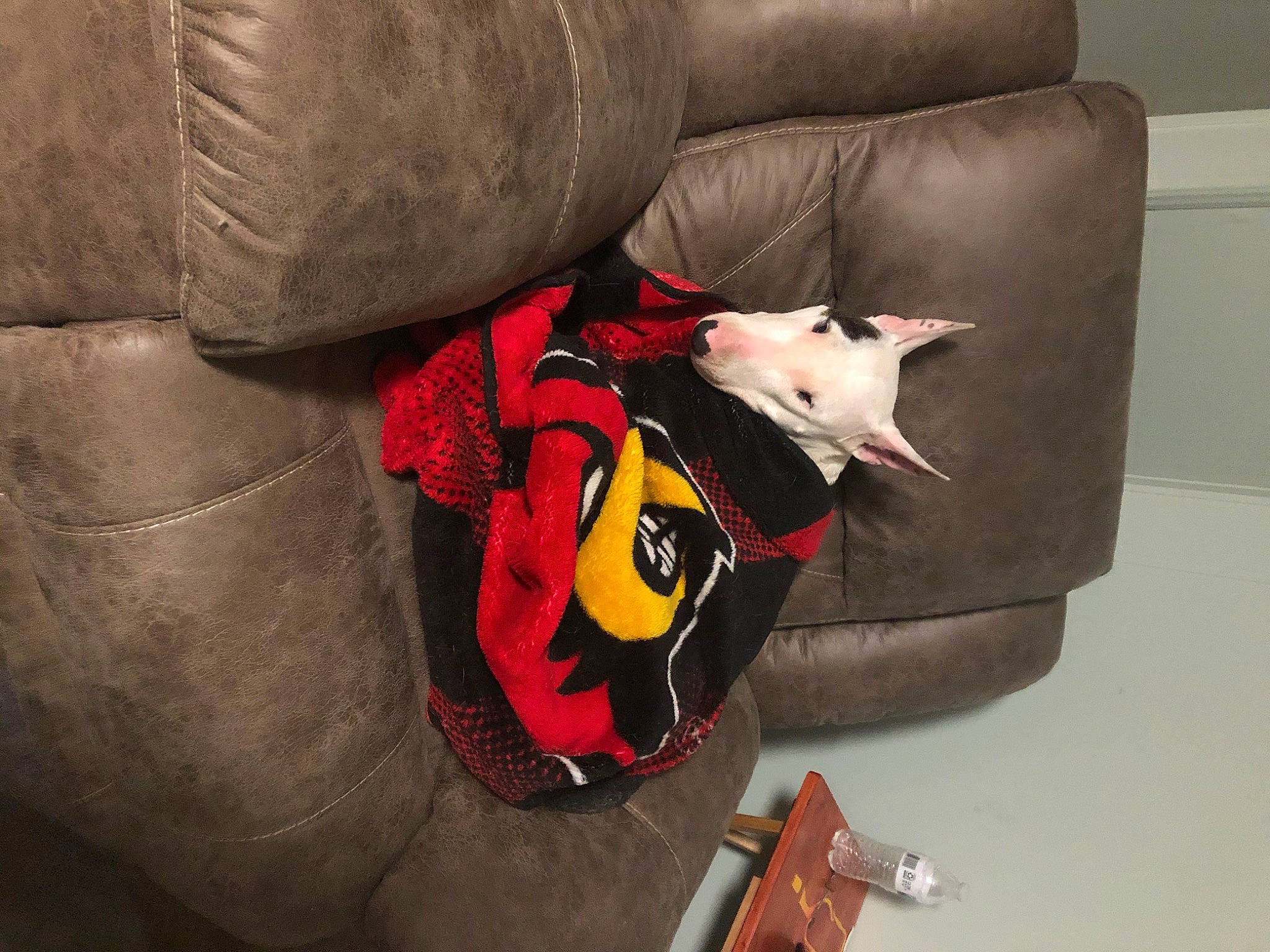 Darby joined the competition — help win amazing prizes! canidae