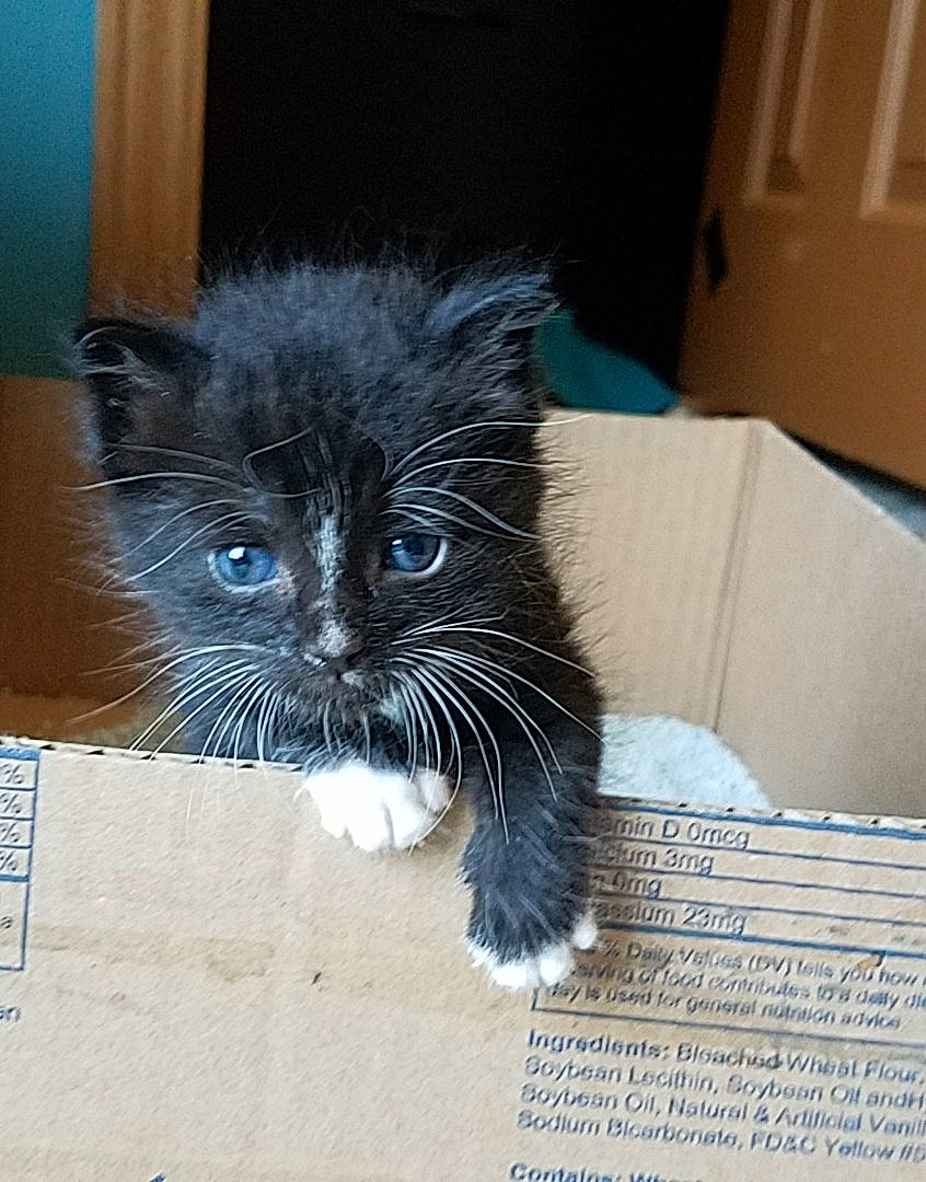 Kyle is registered to the contest to win money with this photo: asian, black_cat, box, carnivore, cat, domestic_long_haired_cat, domestic_short_haired_cat, ear, eye, felidae, fur, kitten, mammal, nebelung, norwegian_forest_cat, ojos_azules, small_to_medium_sized_cats, snout, whiskers