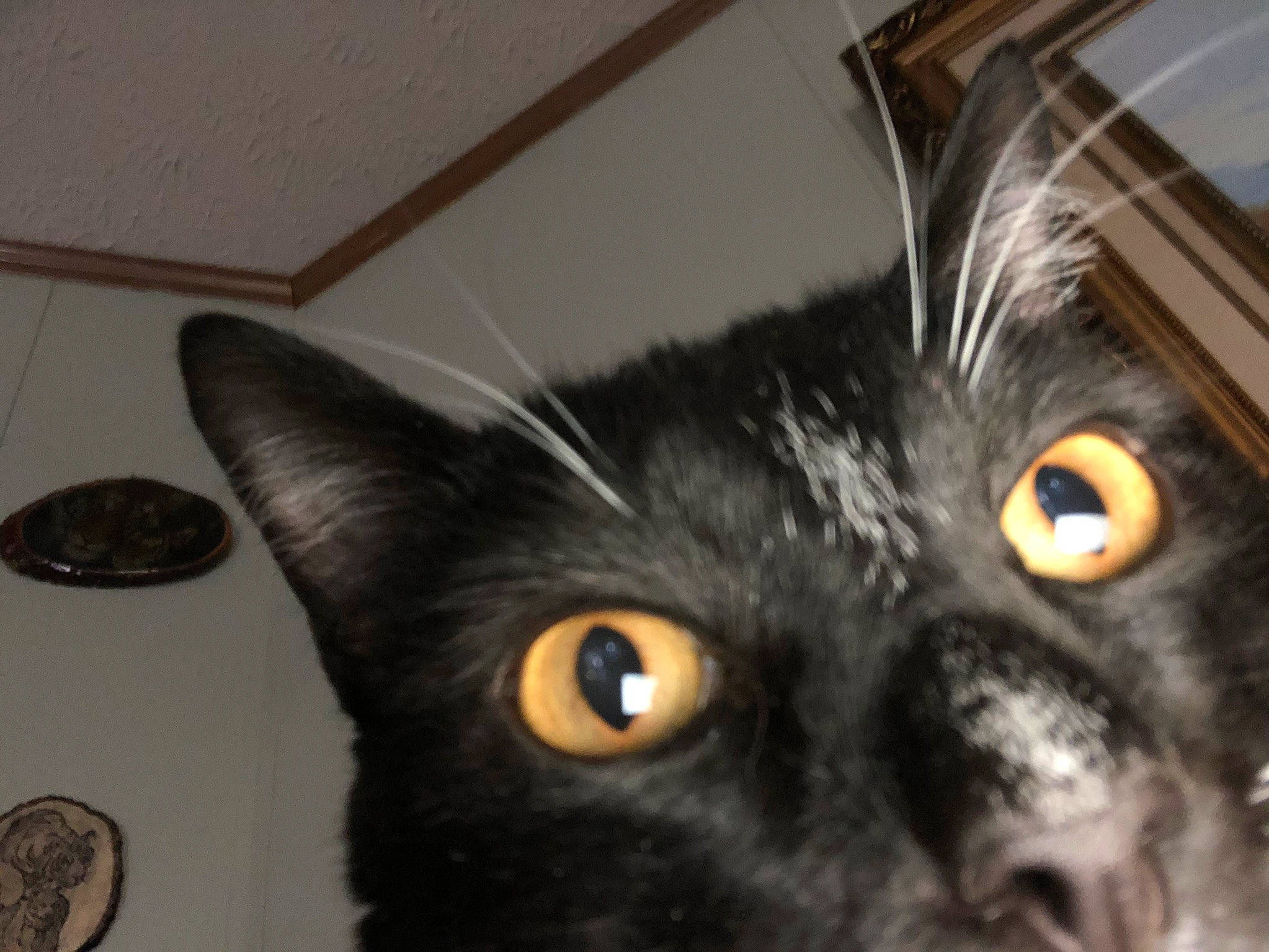 Kyle joined the competition — help win amazing prizes! american_shorthair, asian, black_cat, bombay, carnivore, cat, close_up, domestic_long_haired_cat, domestic_short_haired_cat, european_shorthair, eye, felidae, fur, iris, kitten, mammal, ojos_azules, small_to_medium_sized_cats, snout, whiskers