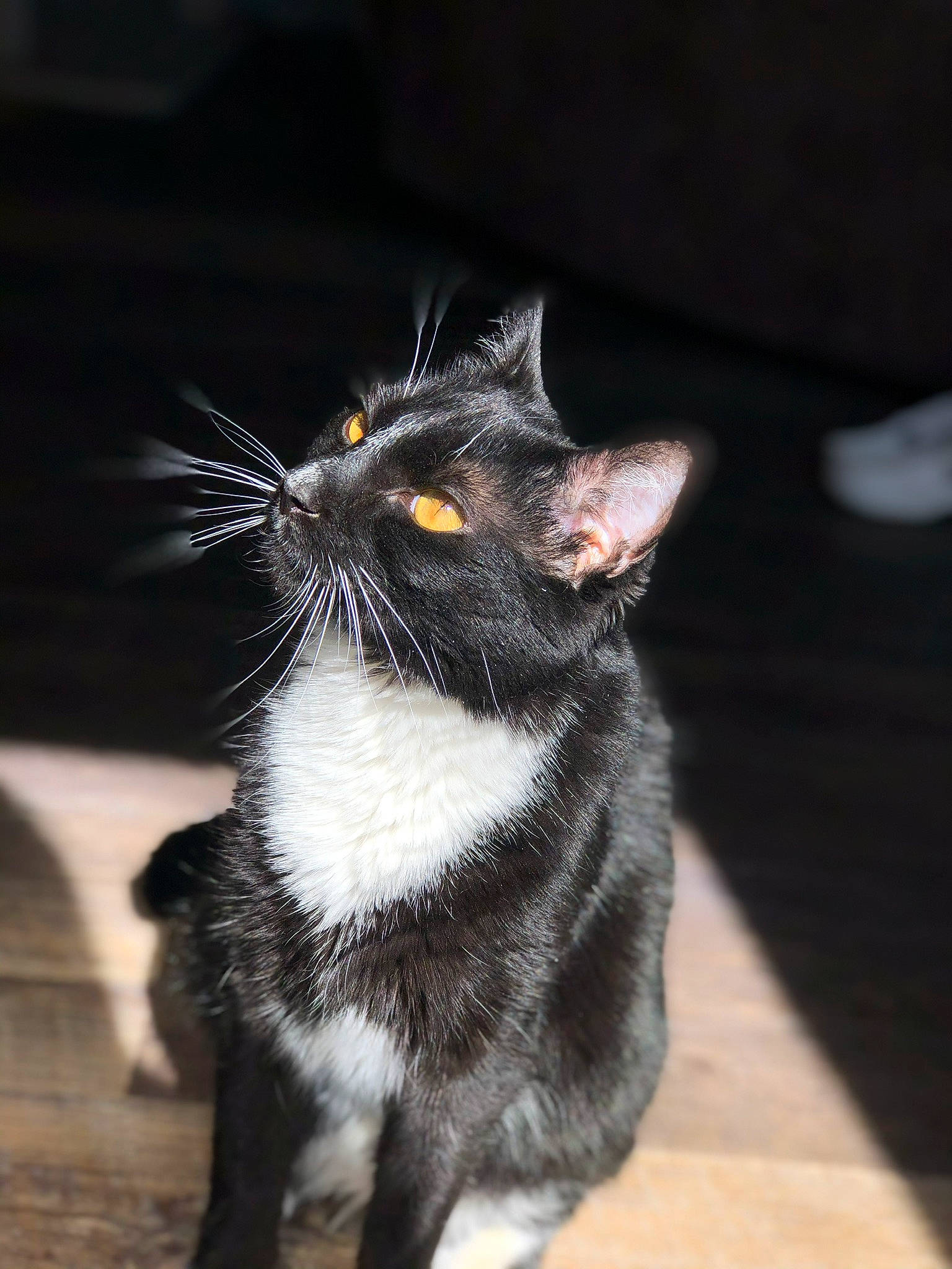 Kyle joined the competition — help win amazing prizes! black_cat, carnivore, cat, claw, domestic_short_haired_cat, ear, european_shorthair, felidae, fur, kitten, mammal, organism, polydactyl_cat, small_to_medium_sized_cats, snout, tail, whiskers
