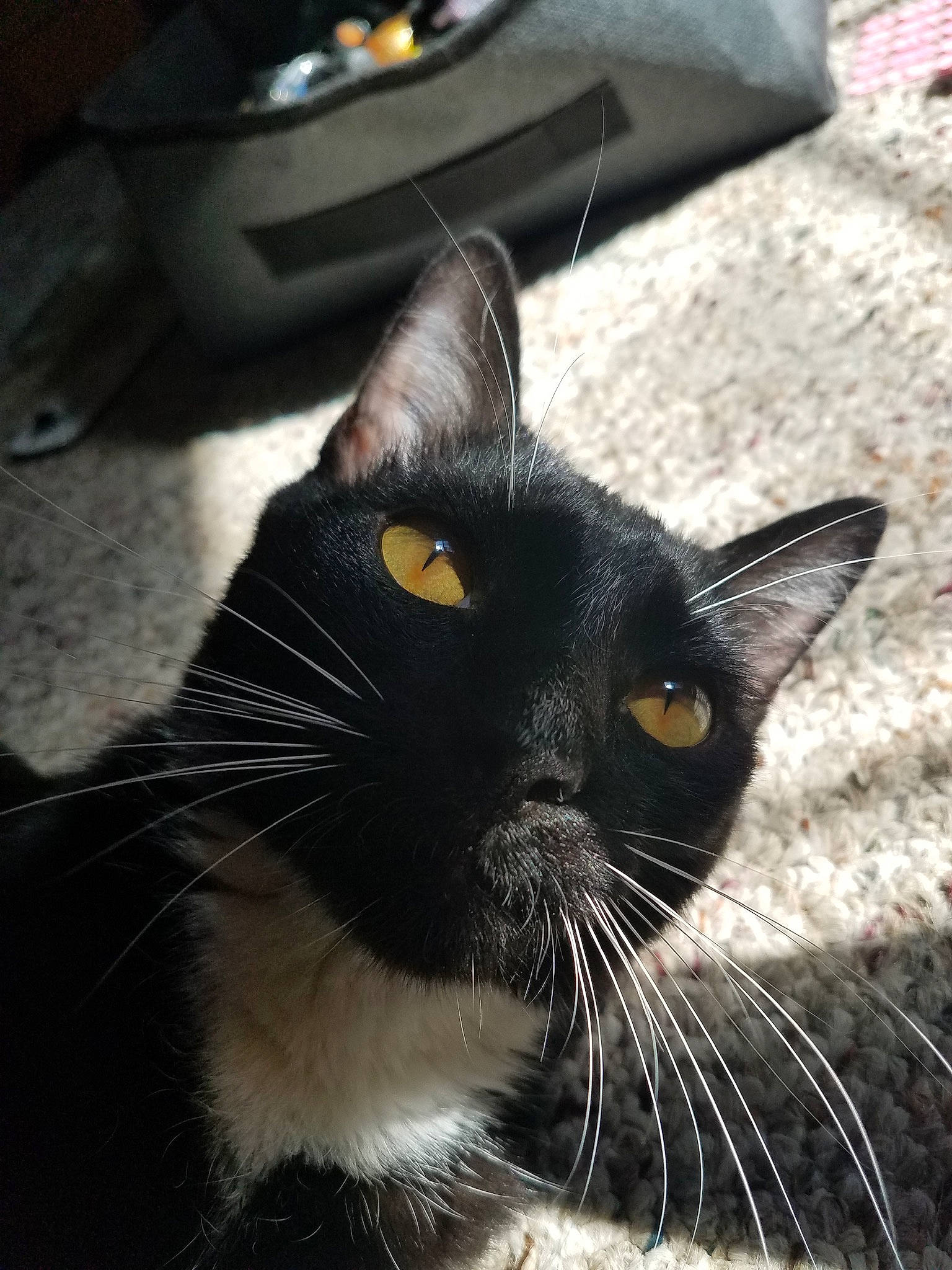 Kyle joined the competition — help win amazing prizes! black, black_and_white, black_cat, burmese, carnivore, cat, domestic_short_haired_cat, ear, eye, felidae, fur, mammal, small_to_medium_sized_cats, snout, whiskers