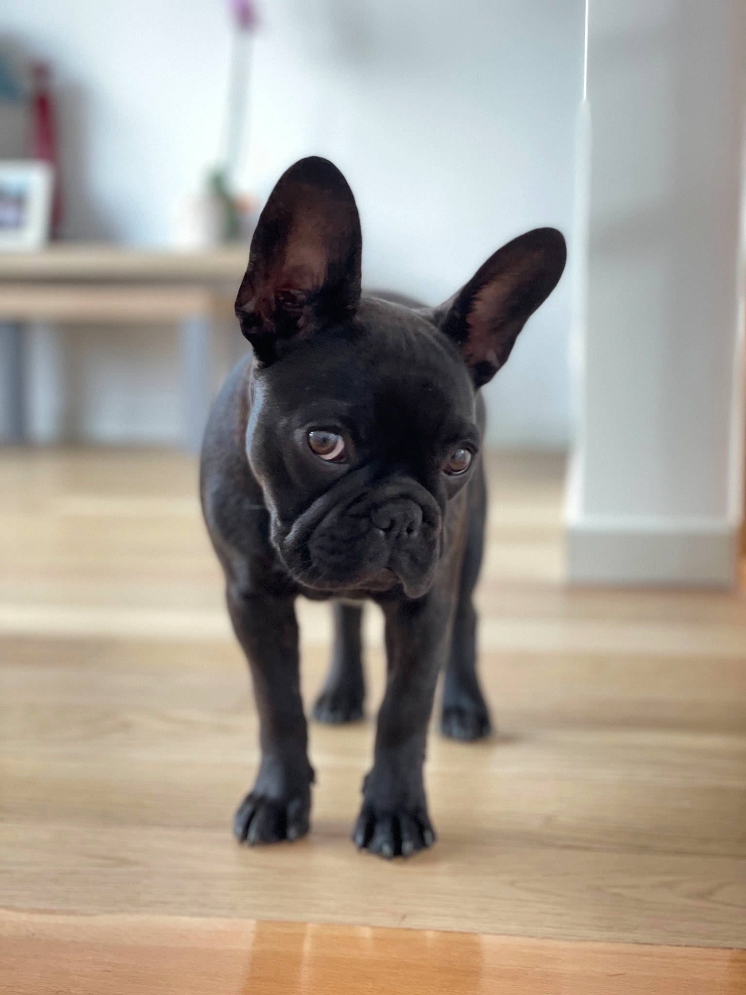 Sushie participe au concours pour gagner de l'argent avec cette photo : boston_terrier, bulldog, canidae, carnivore, companion_dog, dog, dog_breed, ear, fawn, flooring, french_bulldog, hardwood, snout, sporting_group, terrestrial_animal, toy_dog, whiskers, wood, wood_stain, working_animal