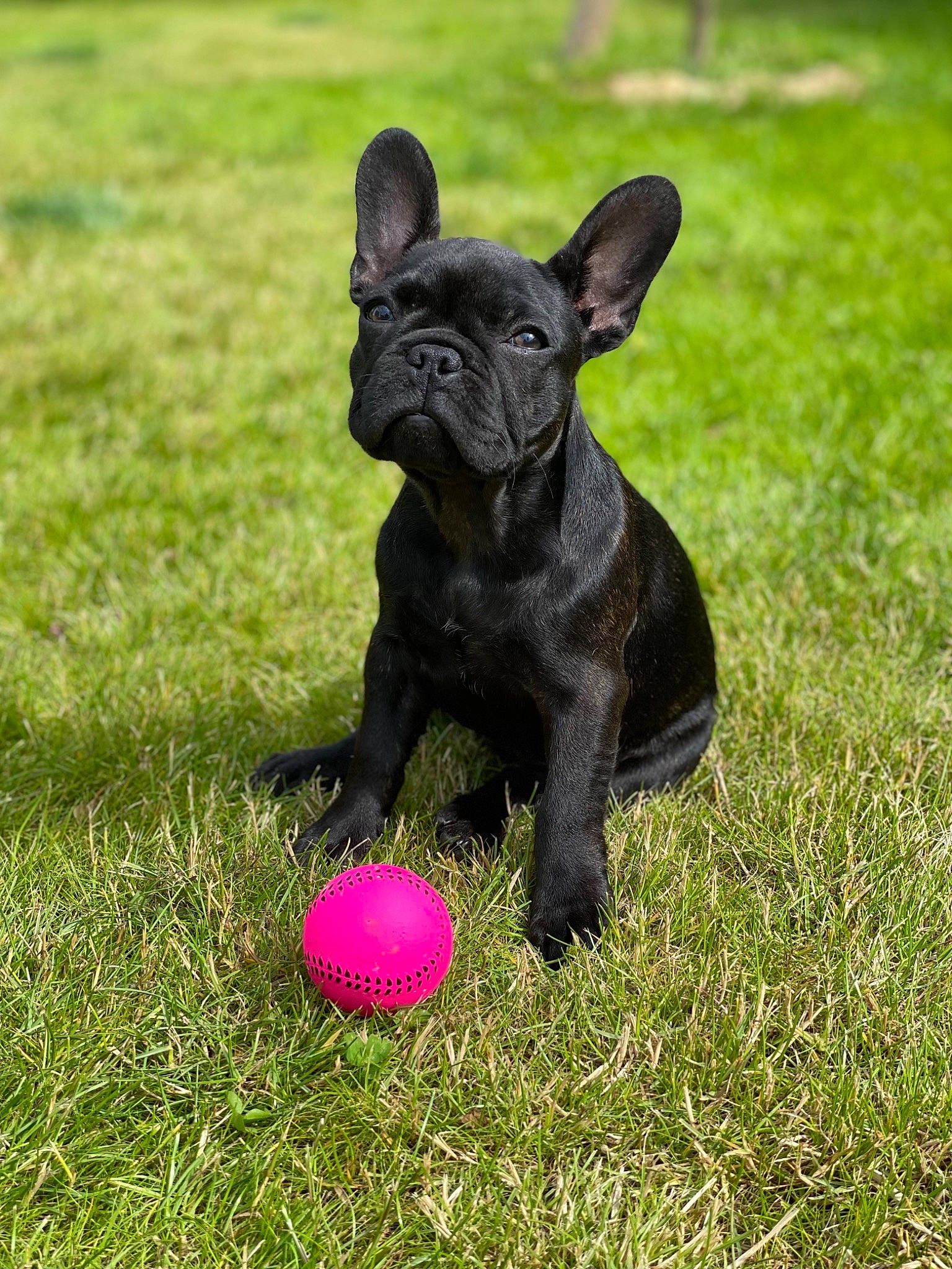 Sushie a rejoint le concours — aidez-le/la à gagner de superbes lots ! art, ball, bulldog, carnivore, companion_dog, dog, dog_breed, fawn, grass, grassland, groundcover, lawn, plant, sculpture, snout, sports_equipment, tail, terrestrial_animal, toy_dog, working_animal