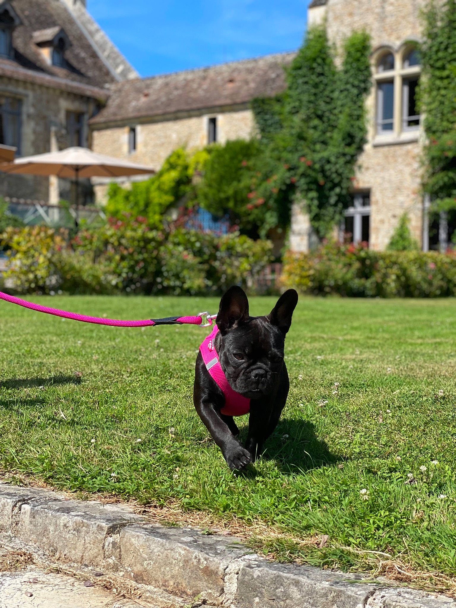 Sushie participe au concours pour gagner de l'argent avec cette photo : building, canidae, carnivore, companion_dog, dog, dog_breed, fawn, grass, grass_family, house, lawn, leisure, plant, shrub, sky, snout, sporting_group, tail, tree, window