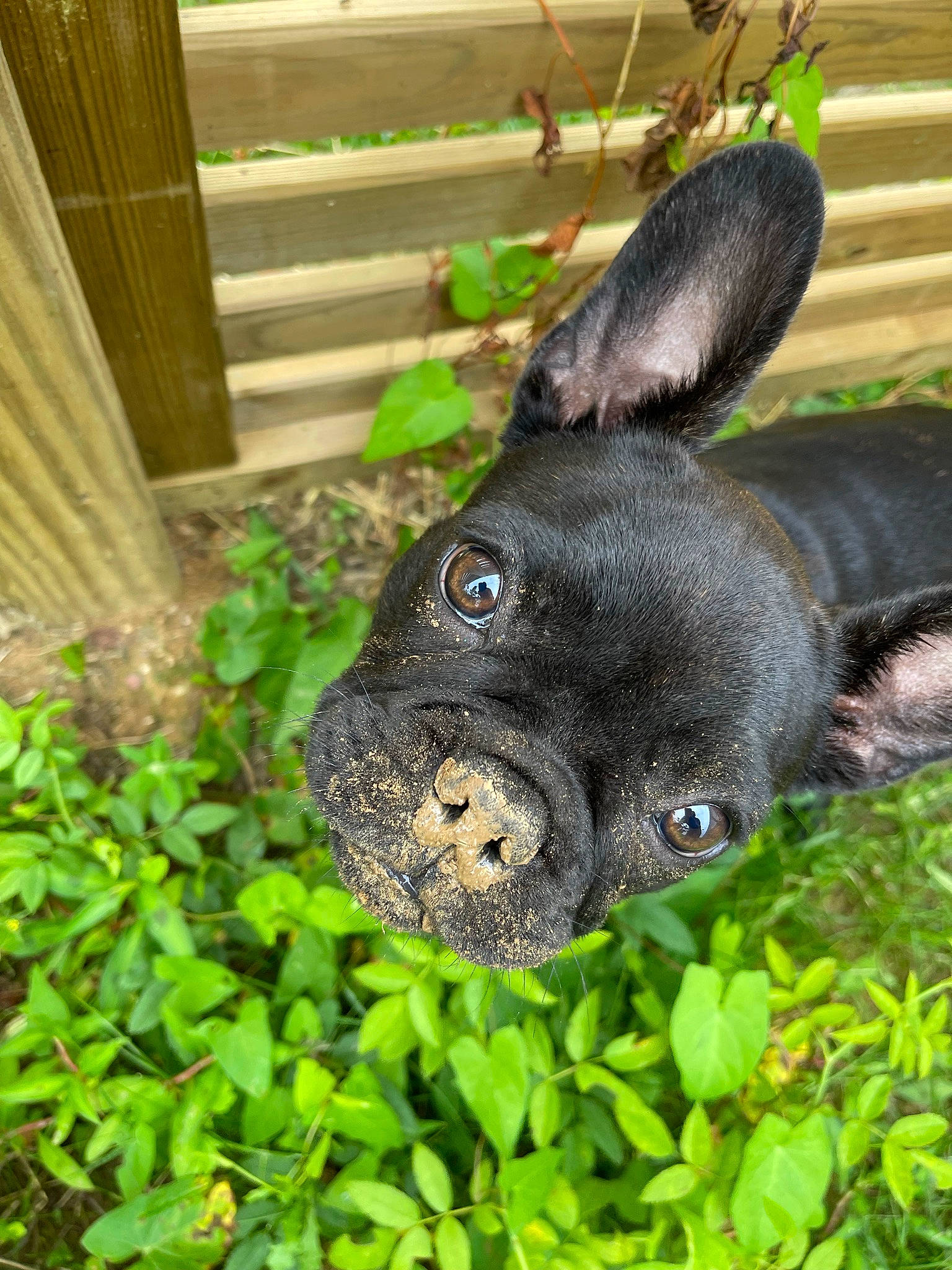 Sushie participe au concours pour gagner de l'argent avec cette photo : carnivore, companion_dog, dog, dog_breed, domestic_rabbit, ear, eye, fawn, grass, groundcover, liver, plant, rabbit, rabbits_and_hares, snout, sporting_group, terrestrial_animal, whiskers, wood, working_animal