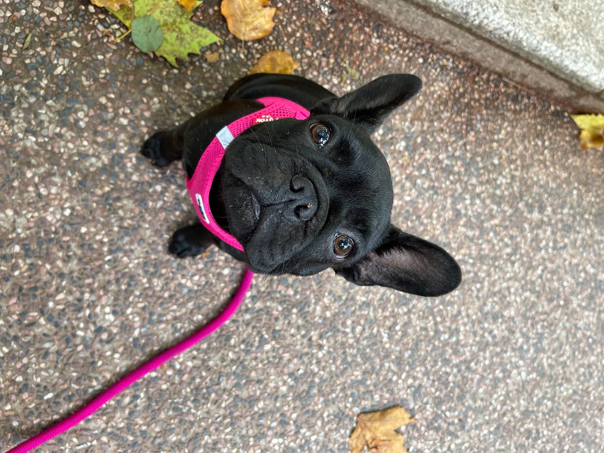 Sushie participe au concours pour gagner de l'argent avec cette photo : asphalt, carnivore, collar, companion_dog, dog, dog_breed, dog_clothes, dog_collar, dog_supply, fawn, grey, leash, magenta, pet_supply, road_surface, snout, stuffed_toy, tail, toy, working_animal