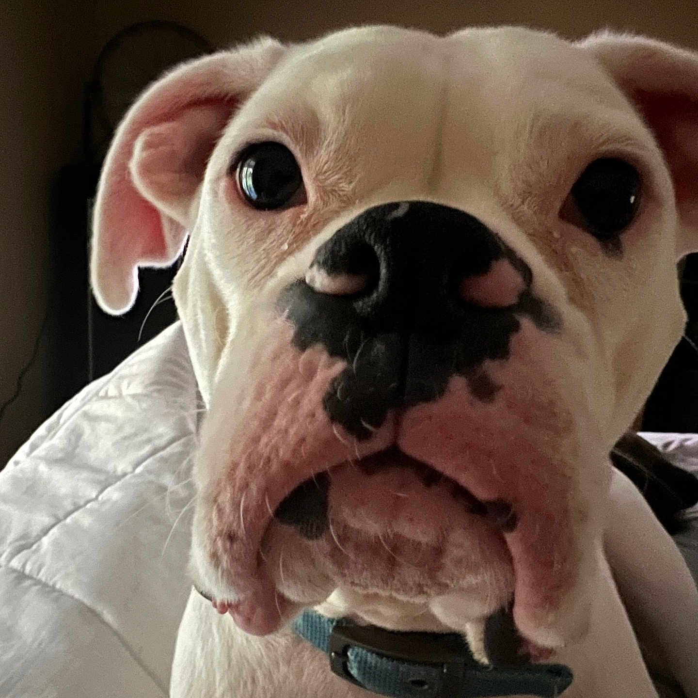 Gunner joined the competition — help win amazing prizes! animal, bed, black_spots, blanket, canine, close_up, collar, curious, cute, dog, domestic_animal, ears, face, fur, indoor, nose, pet, portrait, whiskers, white_dog