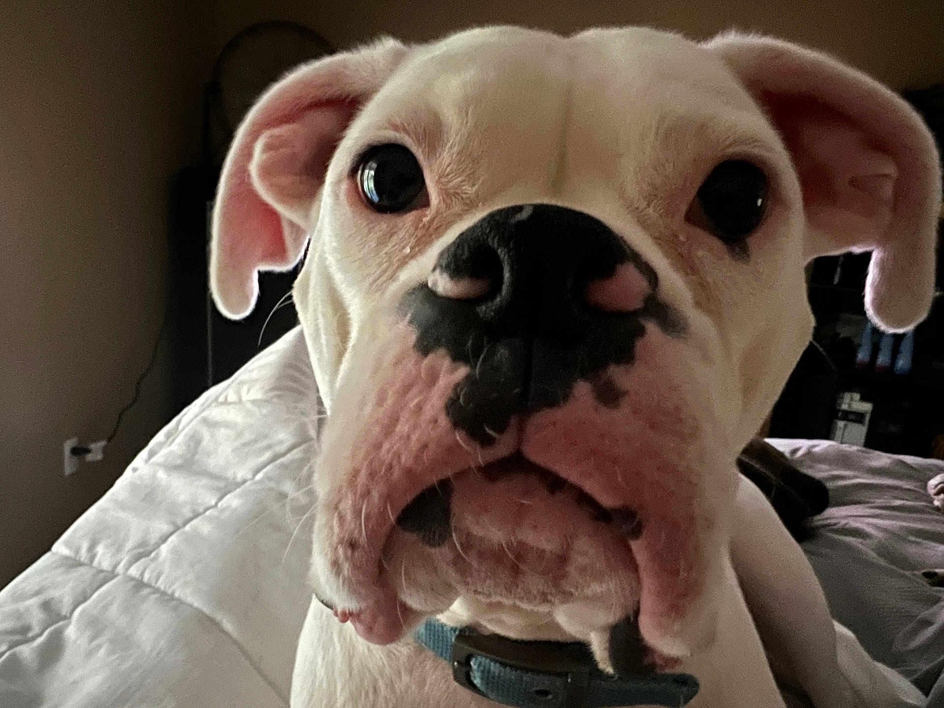 Gunner joined the competition — help win amazing prizes! dog, white_dog, close_up, pet, animal, black_spots, nose, ears, indoor, bed, blanket, collar, curious, face, portrait, canine, cute, domestic_animal, whiskers, fur