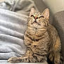 cat, tabby, feline, pet, domestic_animal, gray_blanket, soft_texture, couch, indoor, relaxed, looking_up, whiskers, ears, paws, fur, close_up, cute, cozy, comfort, resting