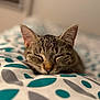 Yuugi a rejoint le concours — aidez-le/la à gagner de superbes lots ! cat, tabby, sleeping, face, ears, nose, bed, blanket, pattern, indoor, closeup, animal, pet, cute, resting, feline, cozy, fur, soft, peaceful