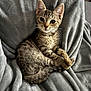 Yuugi a rejoint le concours — aidez-le/la à gagner de superbes lots ! kitten, tabby_cat, cat, pet, animal, feline, whiskers, fur, cute, gray_blanket, soft_texture, indoor, cozy, relaxed, small, young, curious, sitting, close_up, domestic_animal