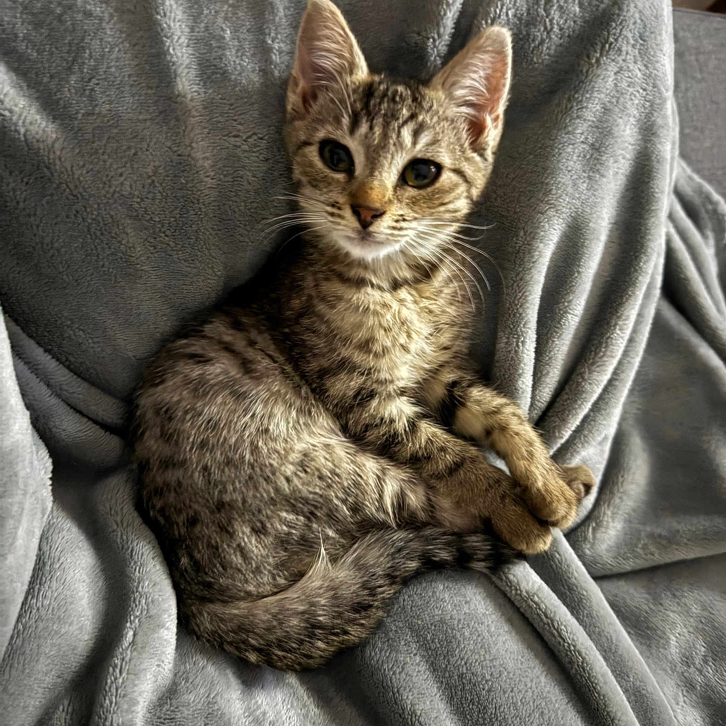 Yuugi a rejoint le concours — aidez-le/la à gagner de superbes lots ! animal, cat, close_up, cozy, curious, cute, domestic_animal, feline, fur, gray_blanket, indoor, kitten, pet, relaxed, sitting, small, soft_texture, tabby_cat, whiskers, young