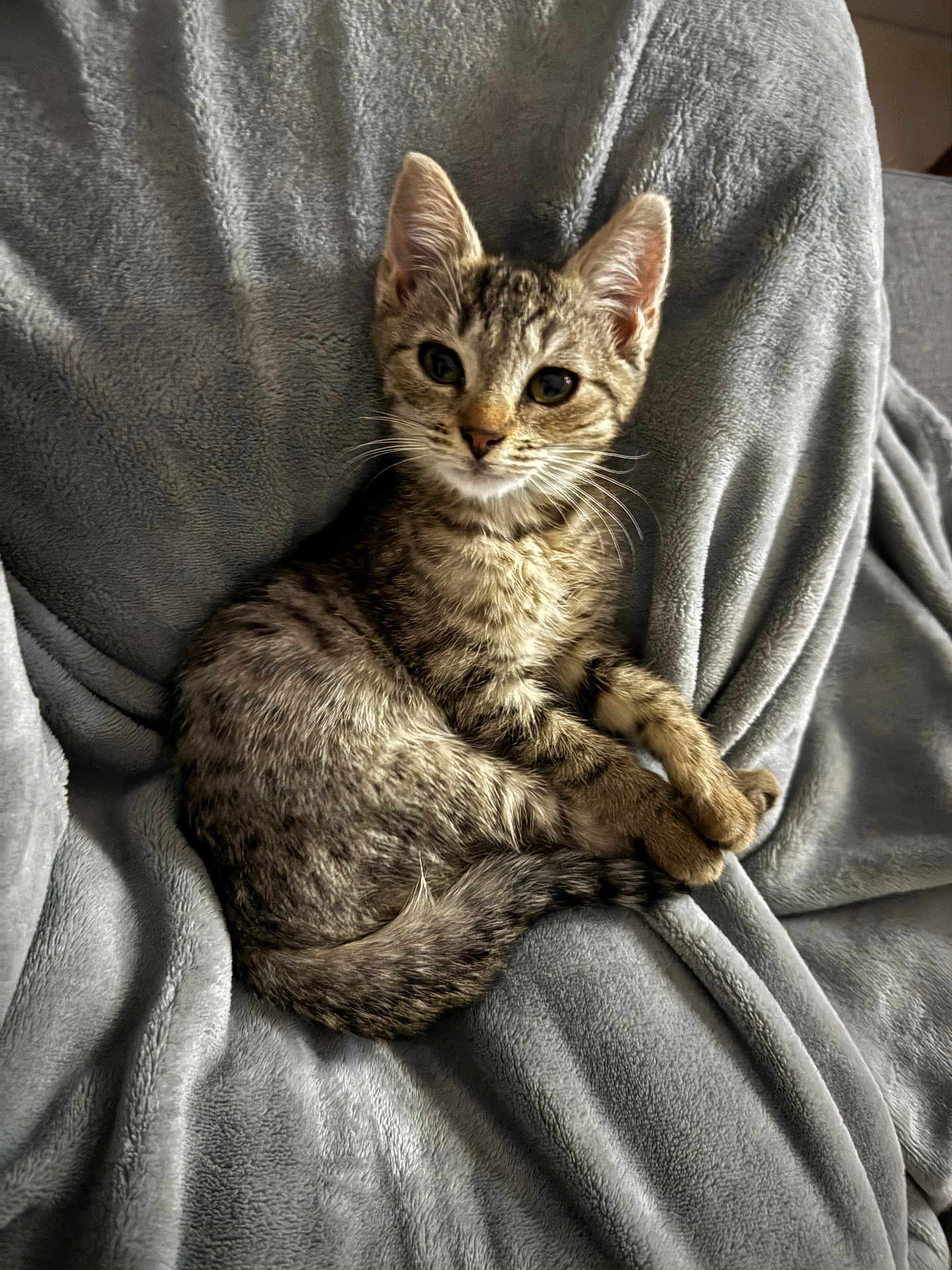 Yuugi a rejoint le concours — aidez-le/la à gagner de superbes lots ! kitten, tabby_cat, cat, pet, animal, feline, whiskers, fur, cute, gray_blanket, soft_texture, indoor, cozy, relaxed, small, young, curious, sitting, close_up, domestic_animal