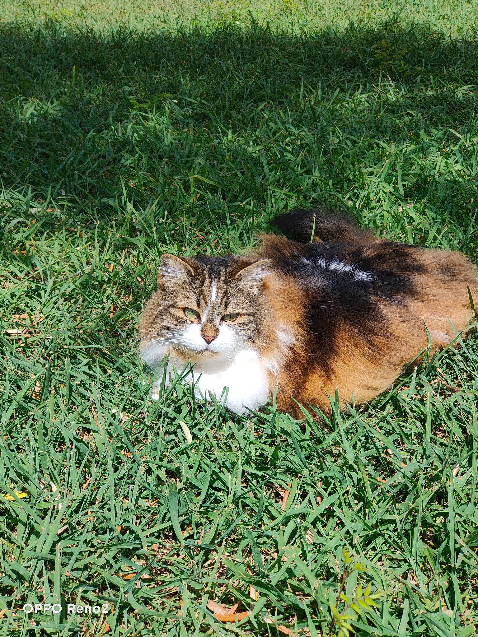 Choupette participe au concours pour gagner de l'argent avec cette photo : carnivore, cat, companion_dog, domestic_short_haired_cat, fawn, felidae, fur, grass, grassland, groundcover, herbaceous_plant, plant, sitting, small_to_medium_sized_cats, tail, terrestrial_animal, whiskers, wildlife