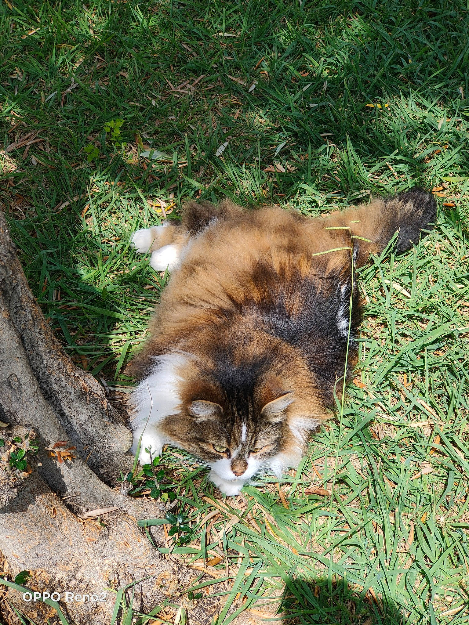 Choupette participe au concours pour gagner de l'argent avec cette photo : canidae, carnivore, cat, claw, companion_dog, dog_breed, domestic_short_haired_cat, fawn, felidae, fur, grass, mammal, plant, small_to_medium_sized_cats, tail, terrestrial_animal, tree, whiskers, wood